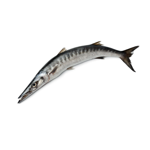 Barracuda الجد / Al Gidd / Cheelavu - Whole Cleaned 2Kg