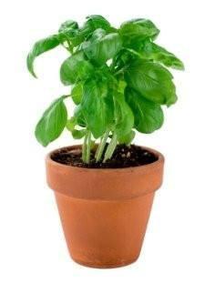 Buy Basil pot 210g Online QualityFood UAE